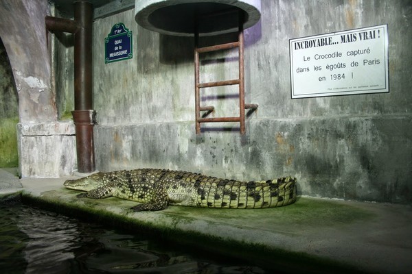 Le crocodile des égouts de Paris    ... 