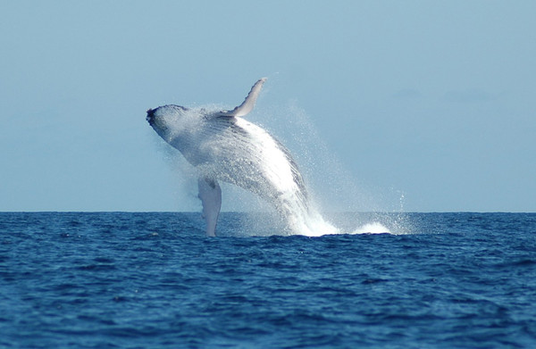 Australie  ...  Migaloo, la majestueuse baleine blanche !
