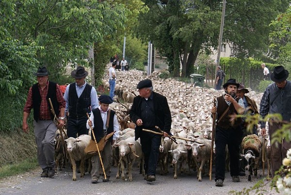 Fête de la transhumance en Lozère, Occitanie  ...