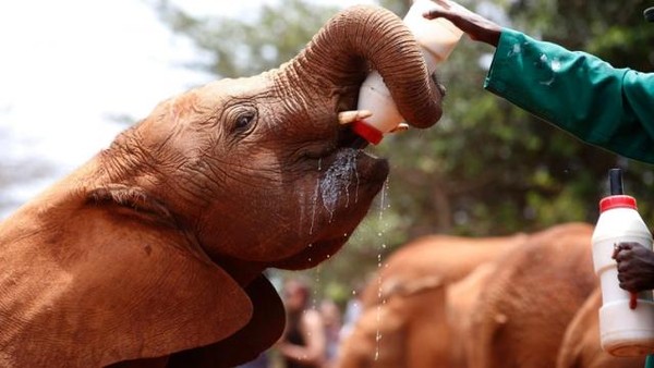 Ils donnent le biberon à des bébés éléphants ...