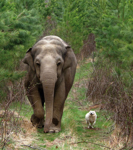 Un joli conte   ...  l'éléphant et le petit chien ! 