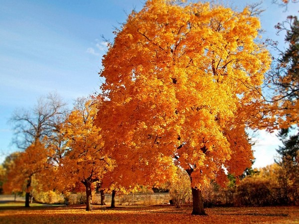Jolies couleurs de l'automne  ...  j'aime  !