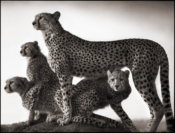Les animaux africains de Nick Brandt  ... en noir et blanc !