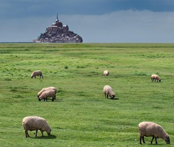 Belle photo panoramique du Mont St Michel  ...