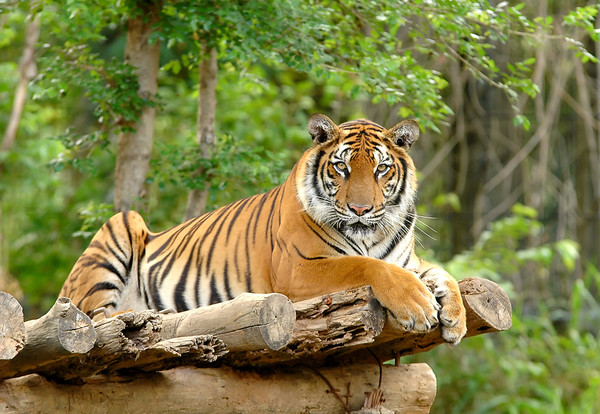 Le tigre du bengale   ...  un animal majestueux !