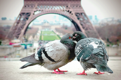 Tendresse animale     ...   au pied de la tour Eiffel  ! 