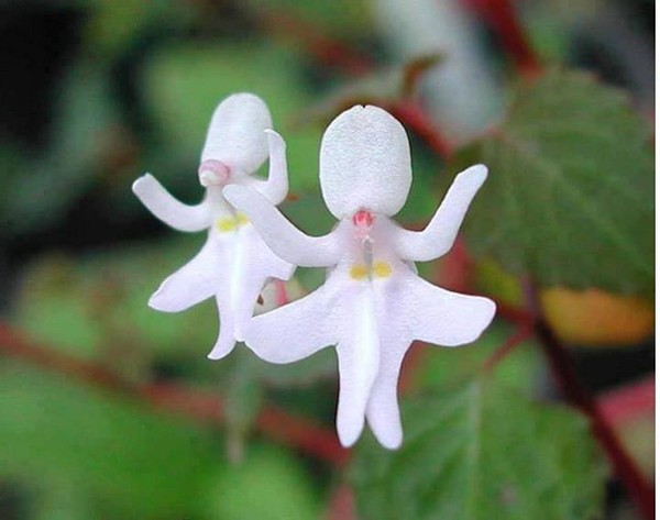  Rare et étonnante  ...  la danse des filles orchidées !