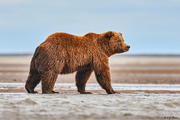 La vérité sur les grizzlis ...