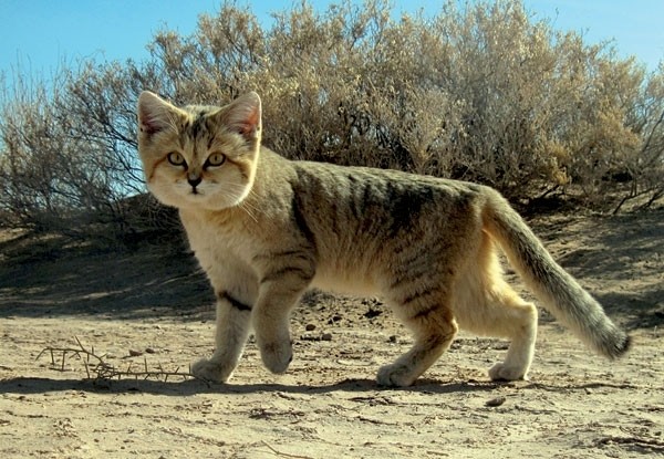 Le Chat des sables   ...