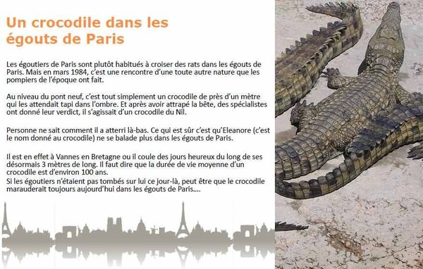 Un crocodile dans les égoûts de Paris  ...