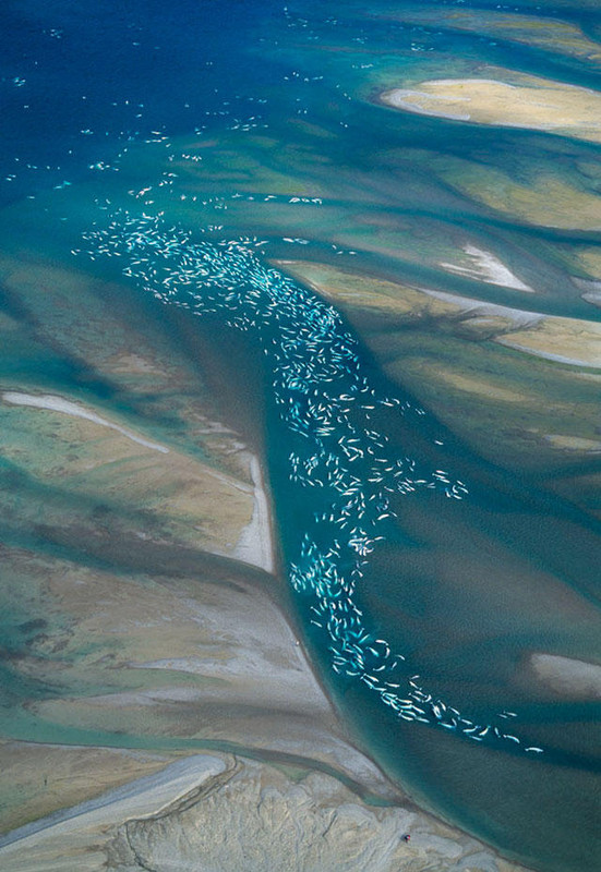 Migrations de baleines béluga, au Canada !