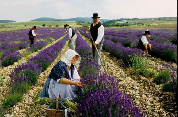 Balade au pays de la Lavande   ...  le temps de la récolte !