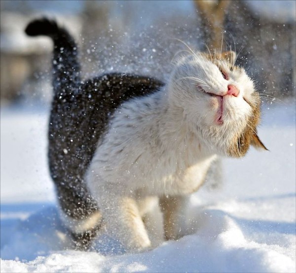 Chats alors    ...   nous aussi on attend Papa Noël !