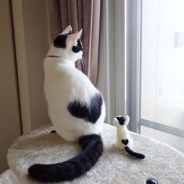 Un chaton et sa peluche jumelle   ...  SO CUTE !