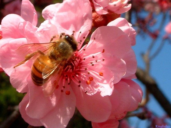 L'abeille et la fleur   ...  joli poème de Khalil Gibran  !