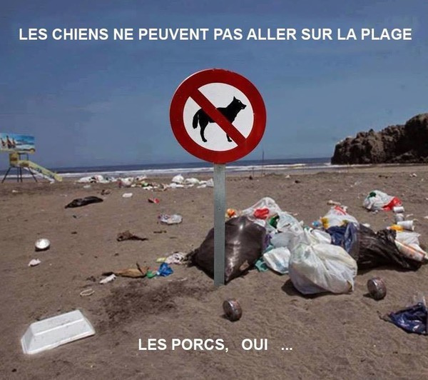 Alors que les chiens sont interdits sur certaines plages ...
