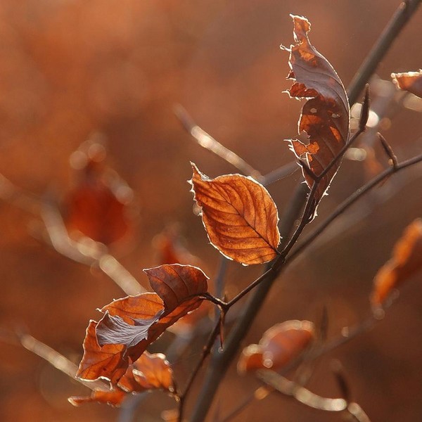 Couleurs d' Automne    ...