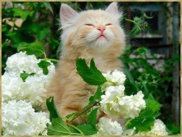 chats alors ... nous aussi on aime les fleurs !