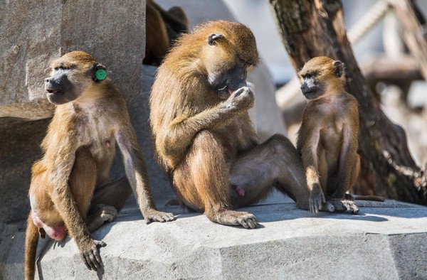 Evasion de 52 babouins au zoo de Vincennes !