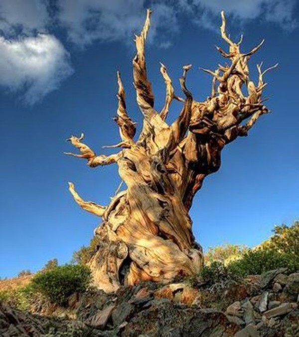 Mathusalem  ...  le plus vieil arbre du monde !