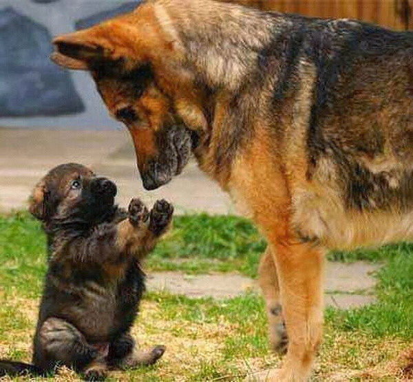 Tendresse animale    ...   " ne sont-ils pas mignons " !