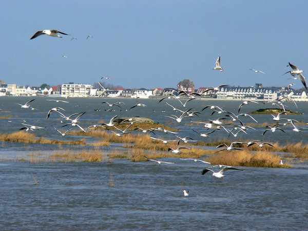 Baie de Somme, Hauts-de-France  ...