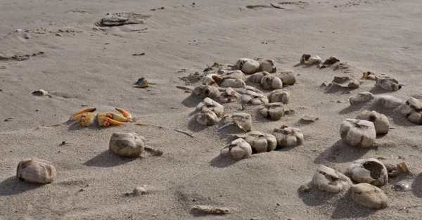 Centaines de créatures bizarres sur une plage Anglaise ...