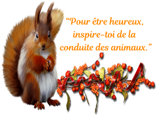 A propos des animaux     ...