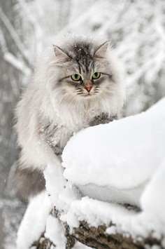 Chats alors ... nous aussi on attend Papa Noël !