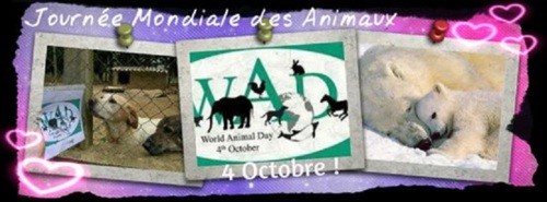 Journée mondiale des animaux   ...   le 4 octobre !