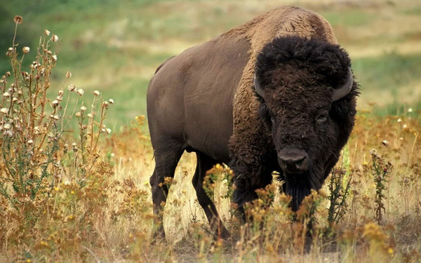 Le BISON :  « SYMBOLE » National des Etats Unis !