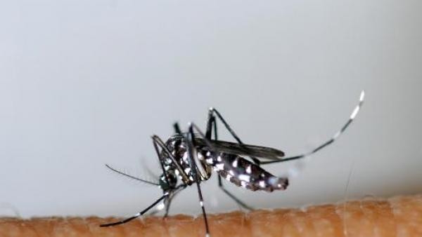 Le Var en état de vigilance après un cas de dengue !