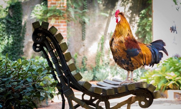 Pourquoi le coq est l’emblème de la France ?