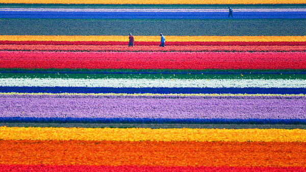 Les Champs de Tulipes  ...  aux Pays-Bas ! 