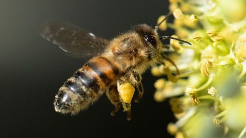 La situation des abeilles dans le monde ... 