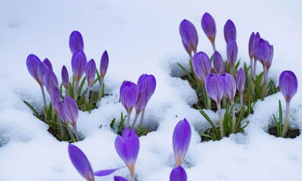 Crocus bravant la neige ...