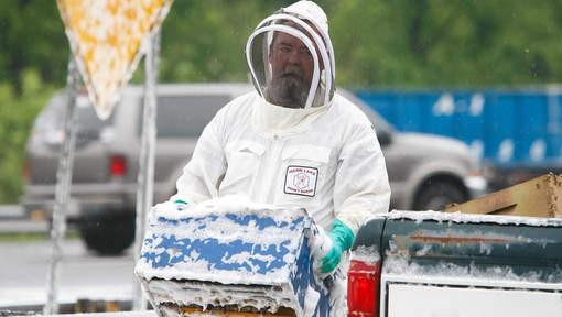Un camion se renverse libérant des millions d’abeilles !