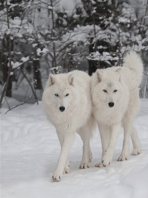 Loups blancs dans la neige ... magnifiques !