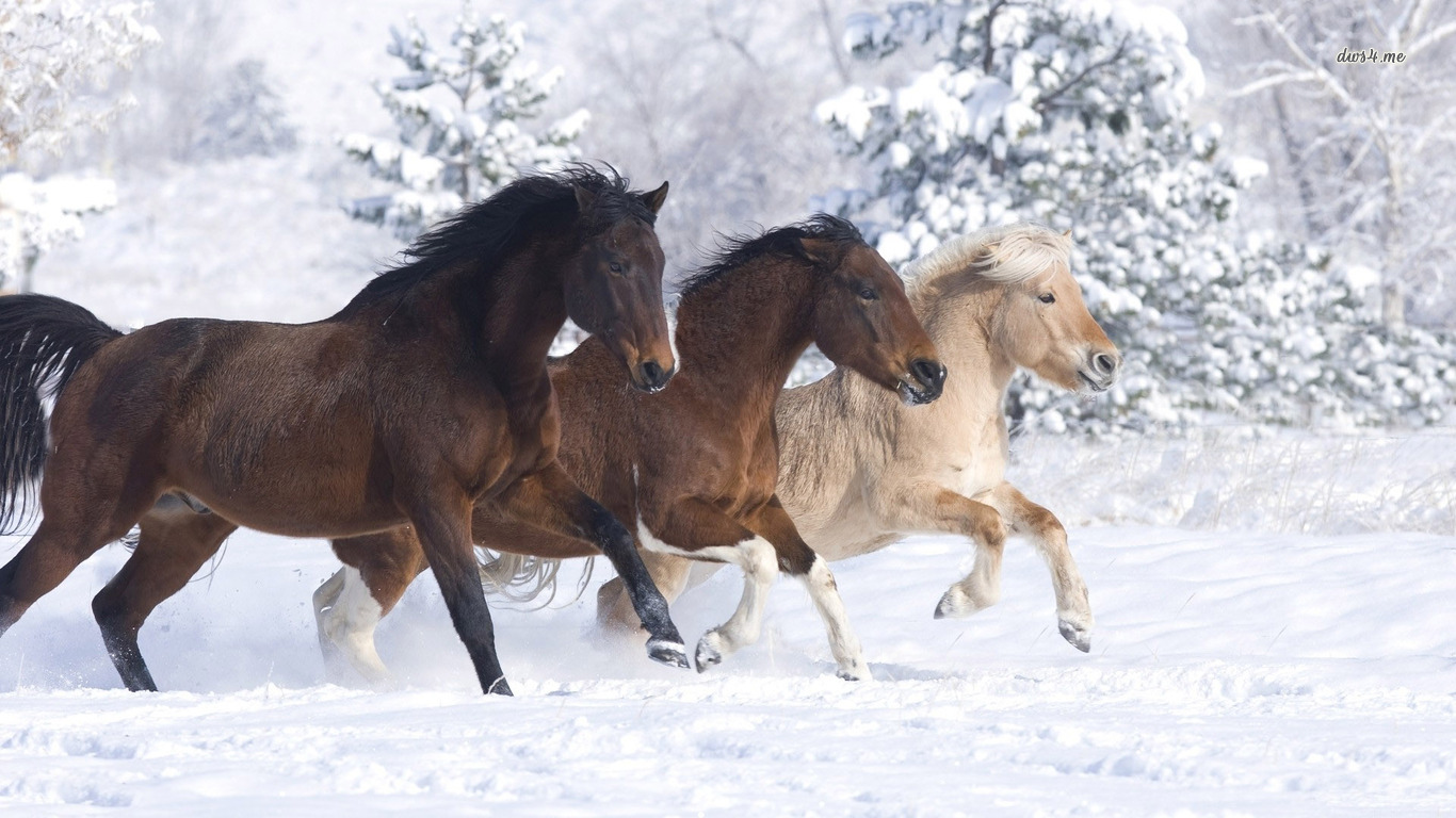 Chevaux dans la neige